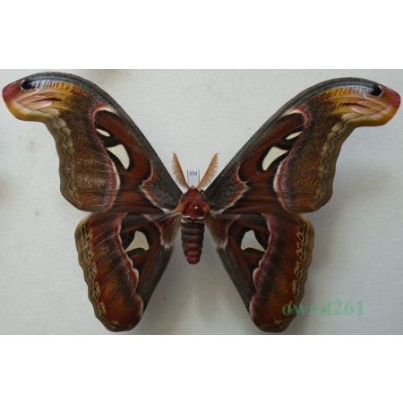 Attacus atlas Linnaeus, 1758 male ex. ovo Thailand 177mm35d